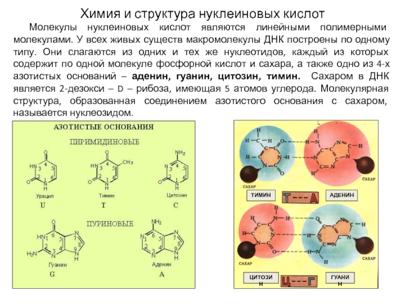 8 нуклеиновые кислоты. Нуклеиновые кислоты структура молекулы. Нуклеиновые кислоты строение молекулы. Состав и строение нуклеиновых кислот. Химическое строение нуклеиновых кислот.