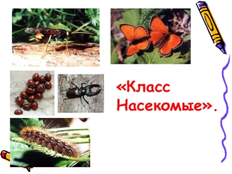 Класс насекомые