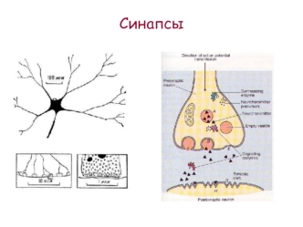 Синапсы. Виды межклеточных контактов