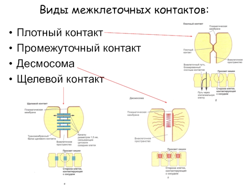 Виды межклеточных контактов