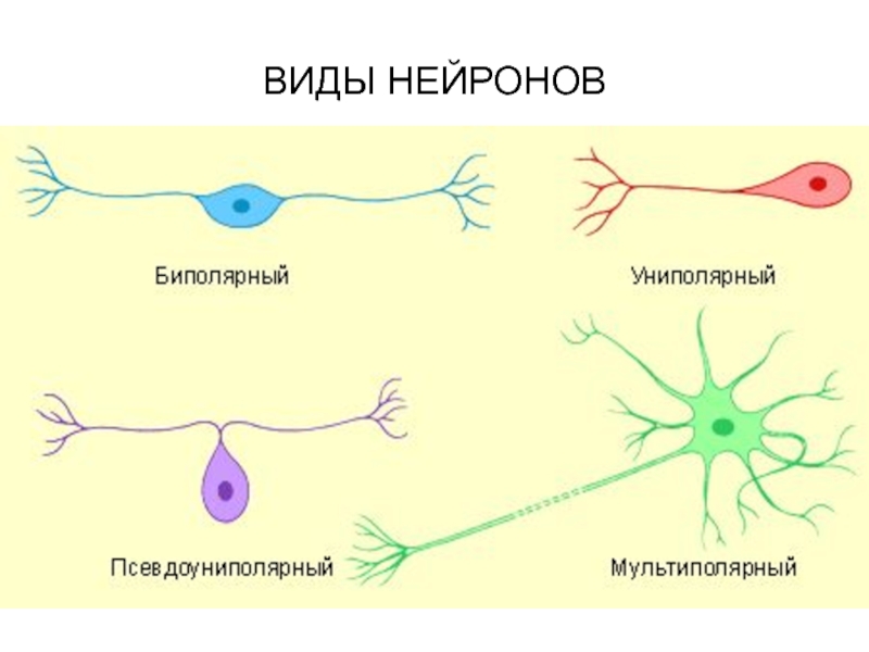 Виды нервных клеток схема