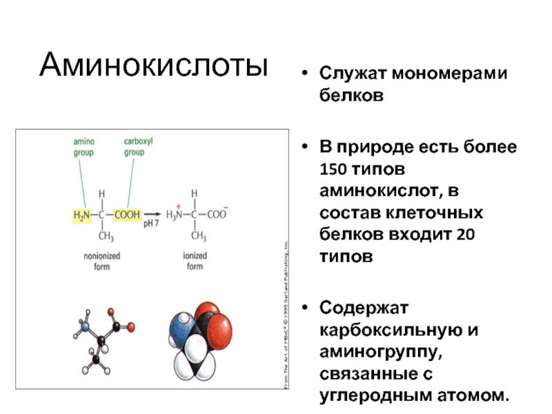 Связь мономеров белков. Аминокислоты. Белки аминокислоты. Аминокислоты в белках. Аминокислоты структурные мономеры белков.