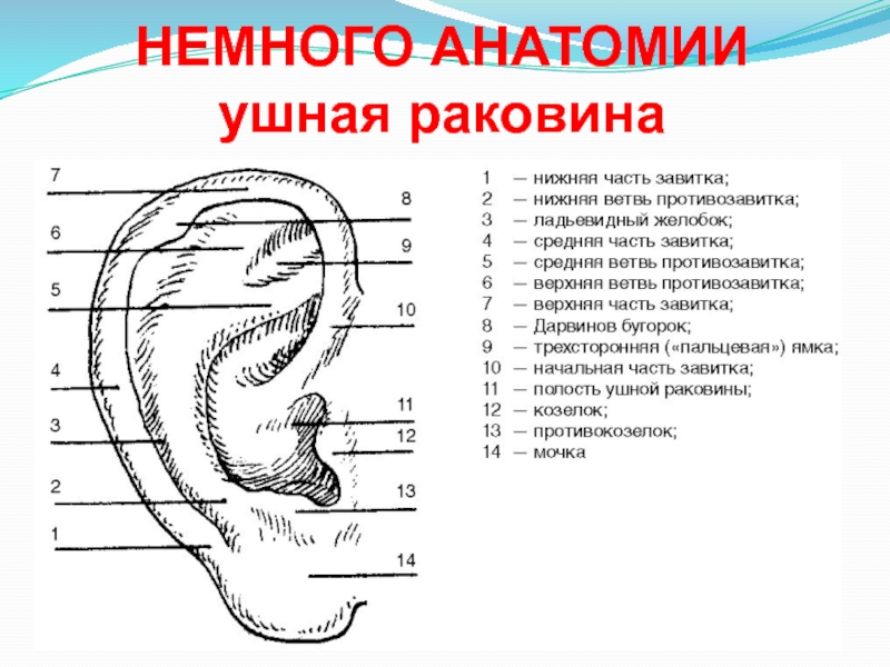 Ушная раковина анатомия рисунок