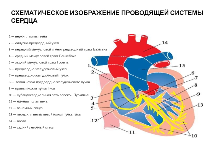 Верхняя и нижняя полые вены сердце