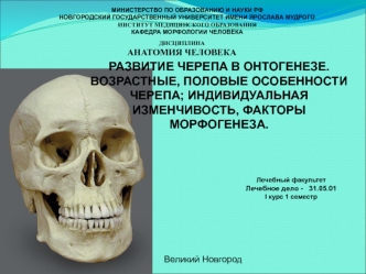 Развитие черепа в онтогенезе. Возрастные, половые особенности черепа; индивидуальная изменчивость, факторы морфогенеза