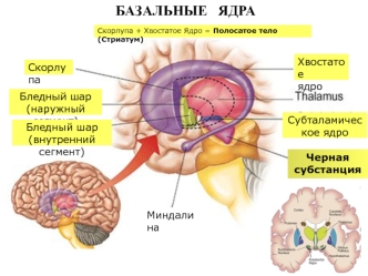 Лекция 3-5. ЦНС. Базальные ганглии. Лимбика. Кора