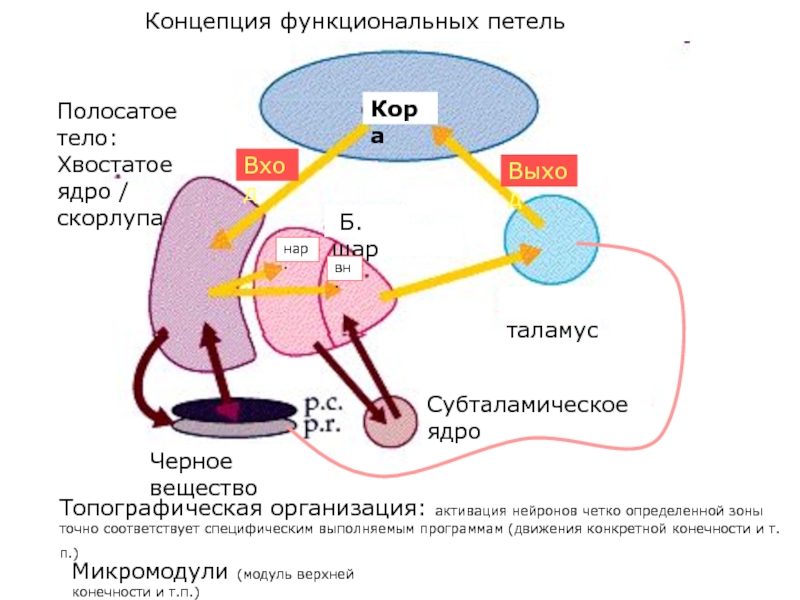 Полосатое тело. Хвостатое ядро и скорлупа, их афферентные и эфферентные связи.. Афферентные и эфферентные связи хвостатого ядра и скорлупы. Функции хвостатого ядра и скорлупы. Связи хвостатого ядра и скорлупы.