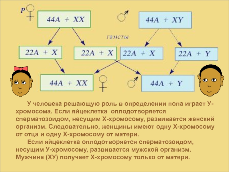 Схема определения пола