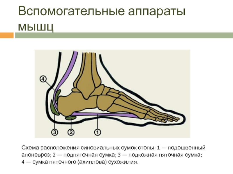 Подошвенный апоневроз. Подошвенный апоневроз стопы анатомия. Подошвенный и пяточный апоневроз. Подошвенный апоневроз пяточной кости. Вспомогательный аппарат мышц стопы.