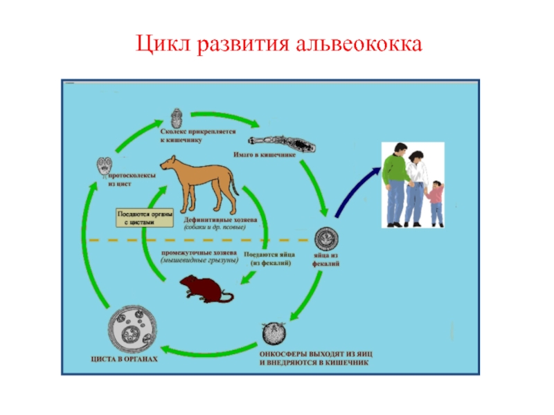 Альвеококкоз цикл развития схема