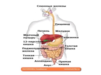 Желудочно-кишечный тракт