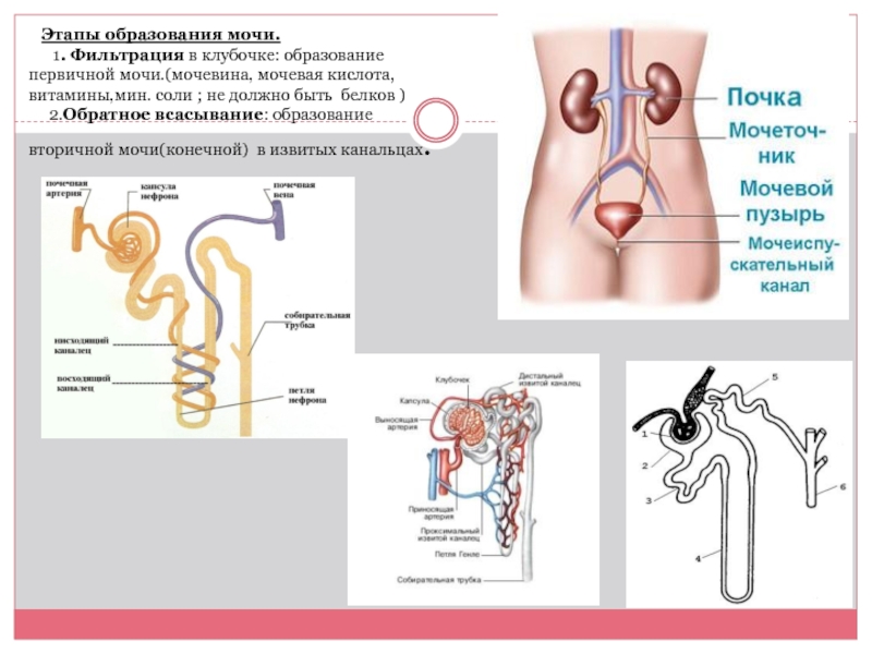 Этапы образования мочи.     1. Фильтрация в клубочке: образование