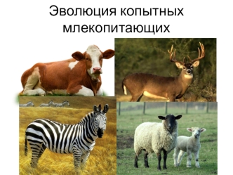 Эволюция копытных млекопитающих