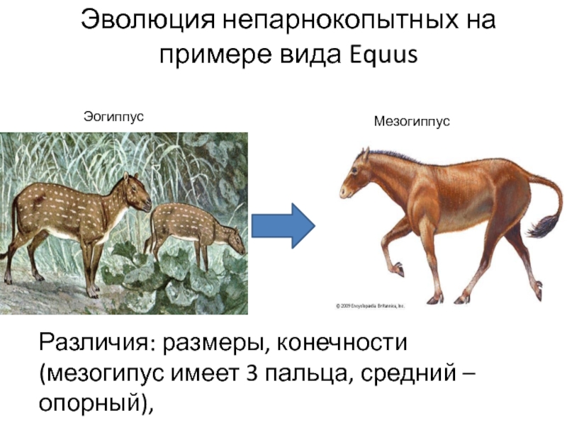 Три примера непарнокопытных млекопитающих