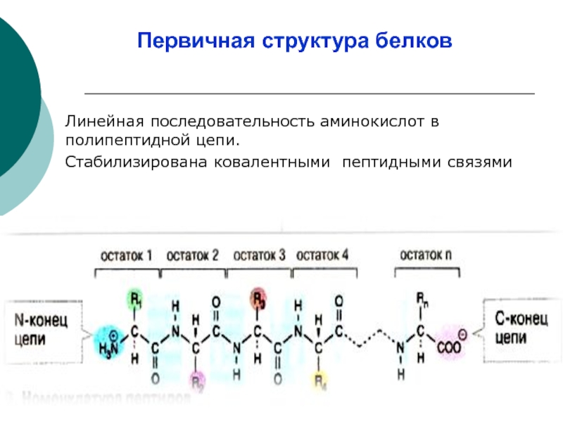 Синтез полипептидной. Первичная структура белка аминокислоты. Структуры белков первичная структура. Первичная структура белка. Первичначструктура белков.
