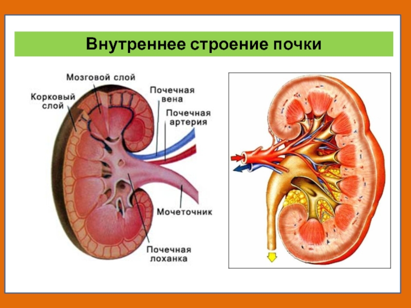 Строение почки картинка с подписями