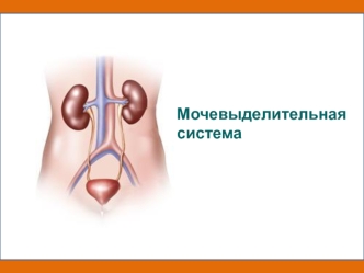 Мочевыделительная система