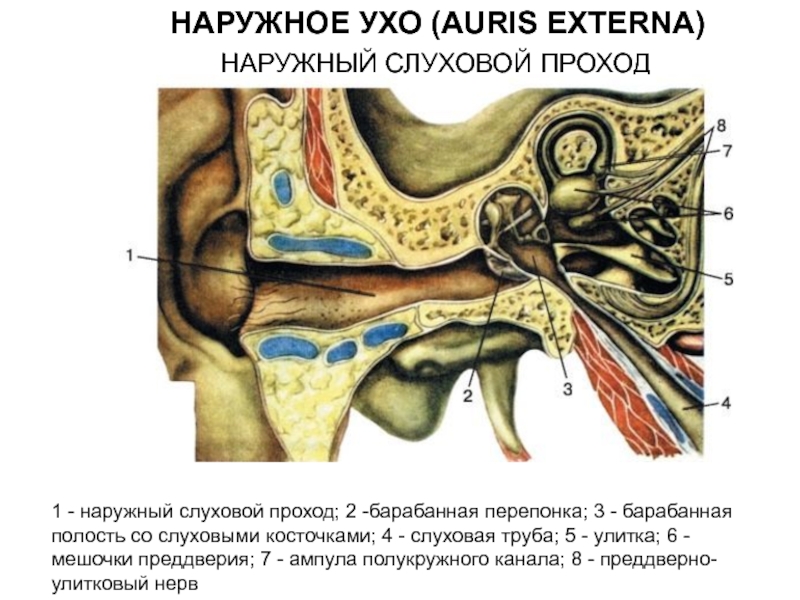 Наружный слуховой проход. Наружное ухо наружный слуховой проход. Стенки наружного слухового прохода анатомия. Слуховые косточки в барабанной полости. Задняя стенка слухового прохода.