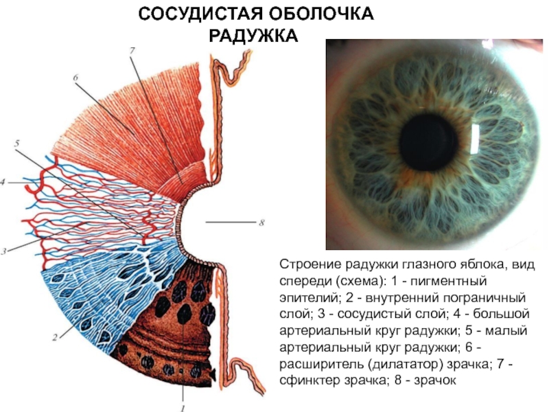 Рисунок радужки стушеван