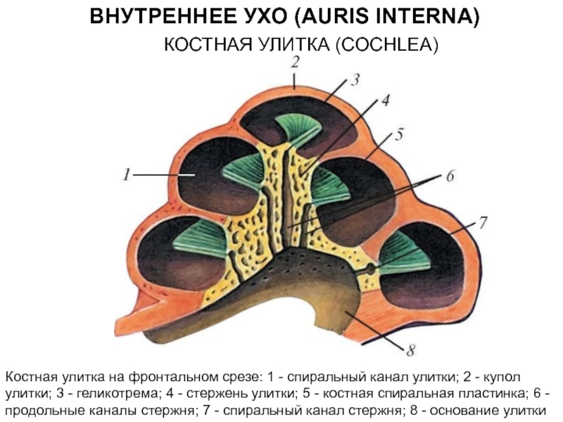 Канал улитки состоит из. Строение улитки внутреннего уха. Строение улитки внутреннего уха в разрезе. Строение улитки уха изнутри. Строение улитки уха человека.