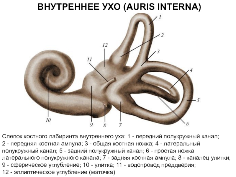 Три отдела внутреннего уха. Внутреннее ухо костный Лабиринт. Строение уха костный Лабиринт. Костный Лабиринт внутреннего уха анатомия. Эллиптическое углубление внутреннего уха.