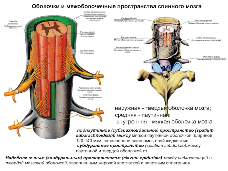 Мягкая оболочка спинного. Схематическое изображение строения оболочек спинного мозга. Пространство между паутинной и мягкой оболочкой спинного мозга. Твердая паутинная и мягкая оболочка спинного мозга. Твердая оболочка спинного мозга латынь.