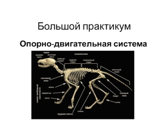 Большой практикум. Опорно-двигательная система