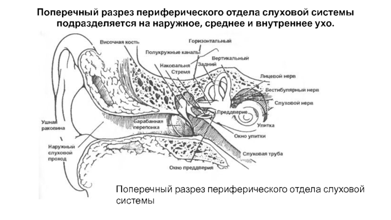 Расположение ушных каналов