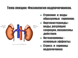 Физиология надпочечников