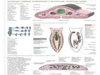 Внутреннее строение, размножение и регенерация ресничных червей