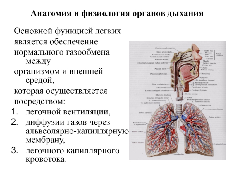 Презентация анатомия и физиология органов дыхания