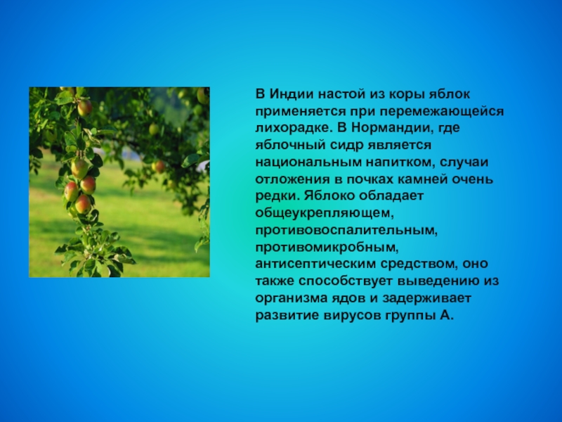 Плодово ягодные культуры презентация. Плодово ягодные культуры доклад. Нормандское яблоко.