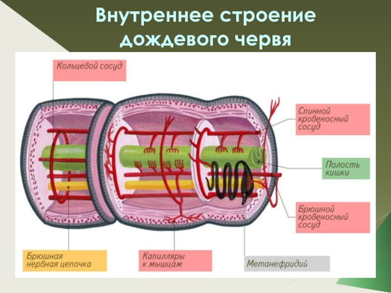 Строение и жизнедеятельность червей. Кольчатые черви строение. Кольчатые черви внутреннее строение. Структура тела дождевого червя. Схема строения дождевого червя.