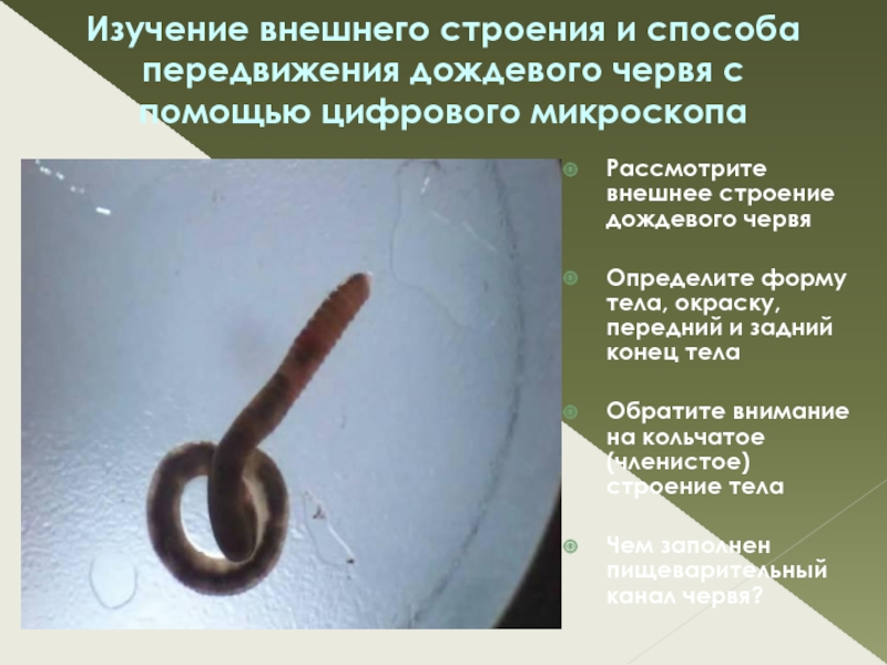 Тело дождевого червя имеет. Строение дождевого червя. Передний конец тела дождевого червя. Форма тела дождевого червя. Изучение внешнего строения дождевого червя.