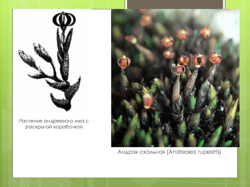 Растение андреевого мха с раскрытой коробочкой Андрэя скальная (Andreaea rupestris)