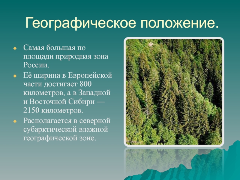 Наибольшая площадь природной зоны. Географическое положение тайги. Географическое положение тоги. Географическоеполоден е тайги. Географическое положение Тай.