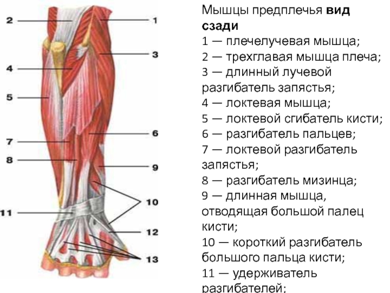 Мышцы предплечья картинки