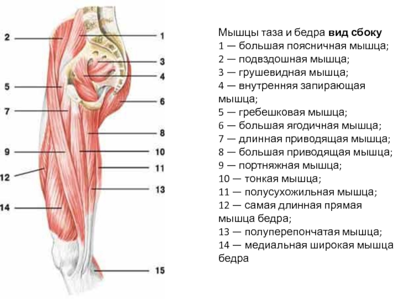 Мышцы таза схема