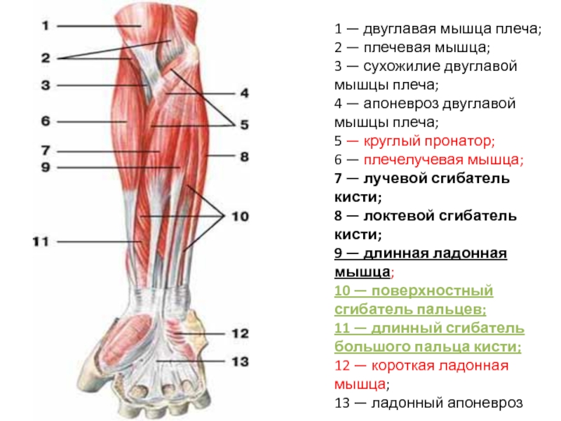 Двуглавая мышца плеча точки крепления