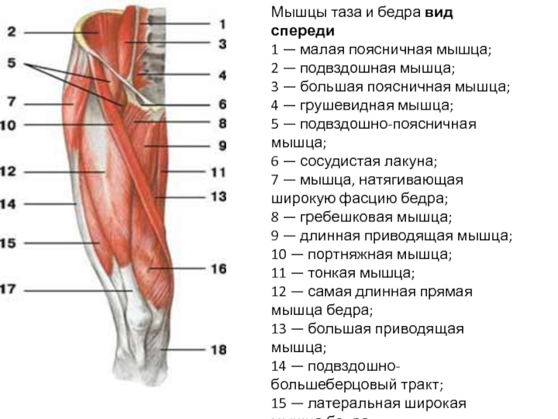 Мышцы таза рисунок с подписями