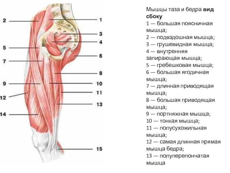 Мышцы таза схема