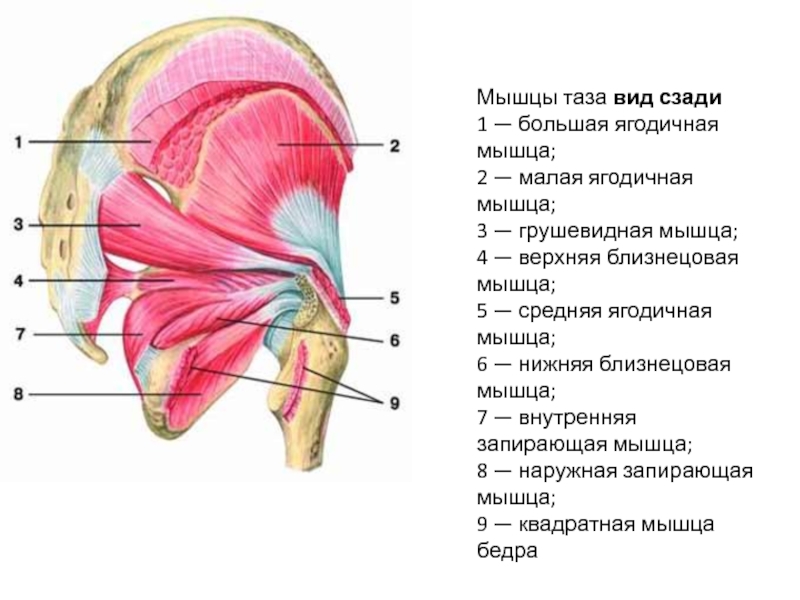 Ягодичные мышцы анатомия строение