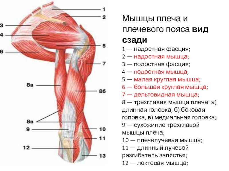 Схема прикрепления мышц плеча