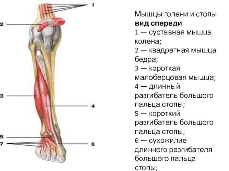 Разгибатель пальцев стопы