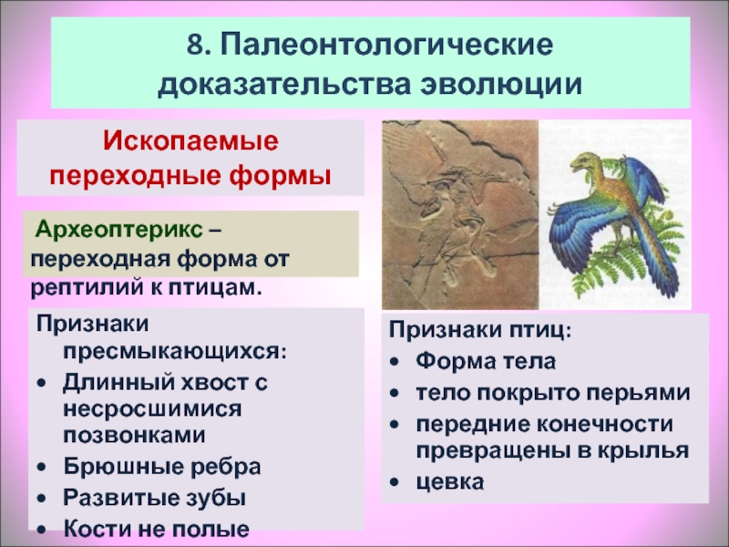 Сходства пресмыкающихся и млекопитающих таблица. Переходные формы от рептилий к птицам. Археоптерикс переходная форма. Археоптерикс скелет. Признаки пресмыкающихся и птиц.