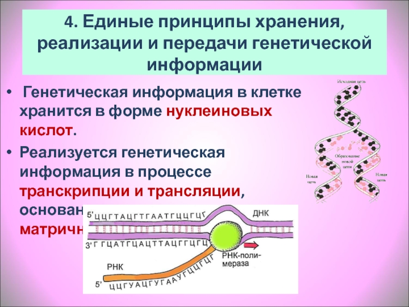 Генетический аппарат клетки растения