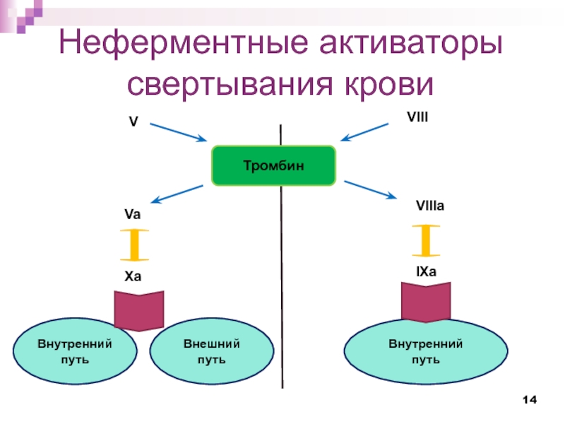 Схемы свертывания крови по внешнему и внутреннему пути