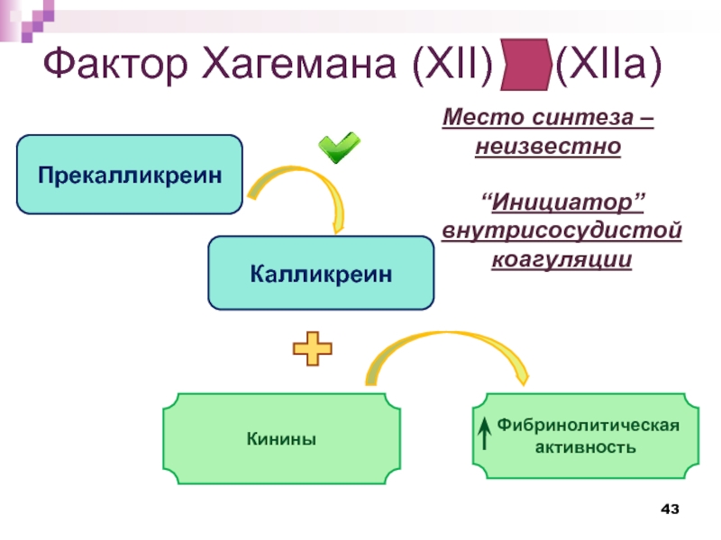 Место синтеза. Активатор фактора Хагемана. Фактор Хагемана кининовая система. Система фактора Хагемана это. Активация фактора Хагемана.