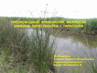 Пресноводные брюхоногие моллюски каналов окрестностей г. Тирасполя