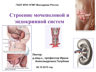 Лекция № 4. Строение мочеполовой и эндокринной систем